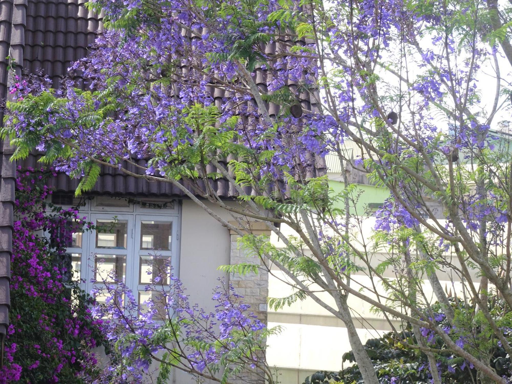 Mento Villa Da Lat Buitenkant foto