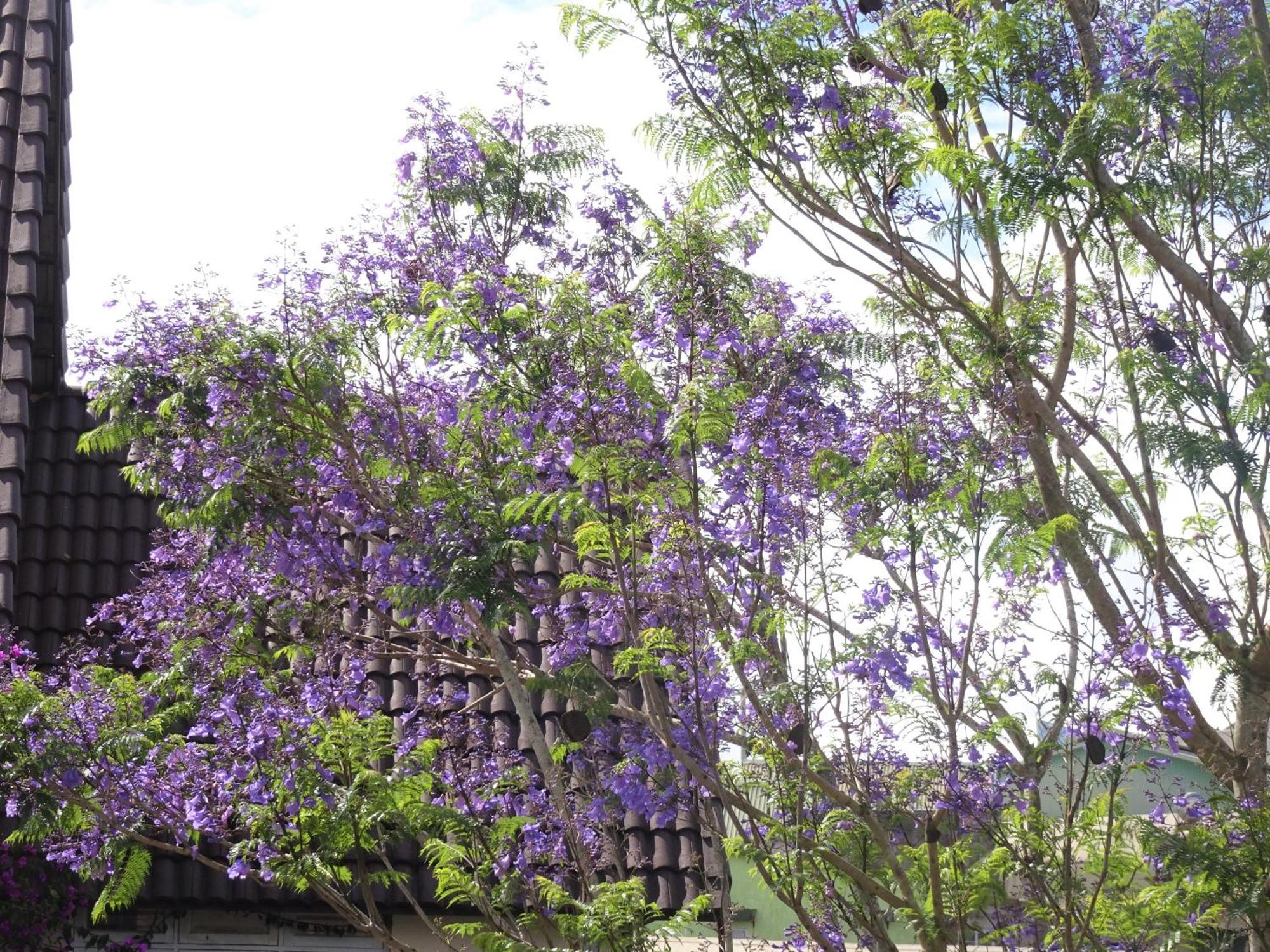 Mento Villa Da Lat Buitenkant foto