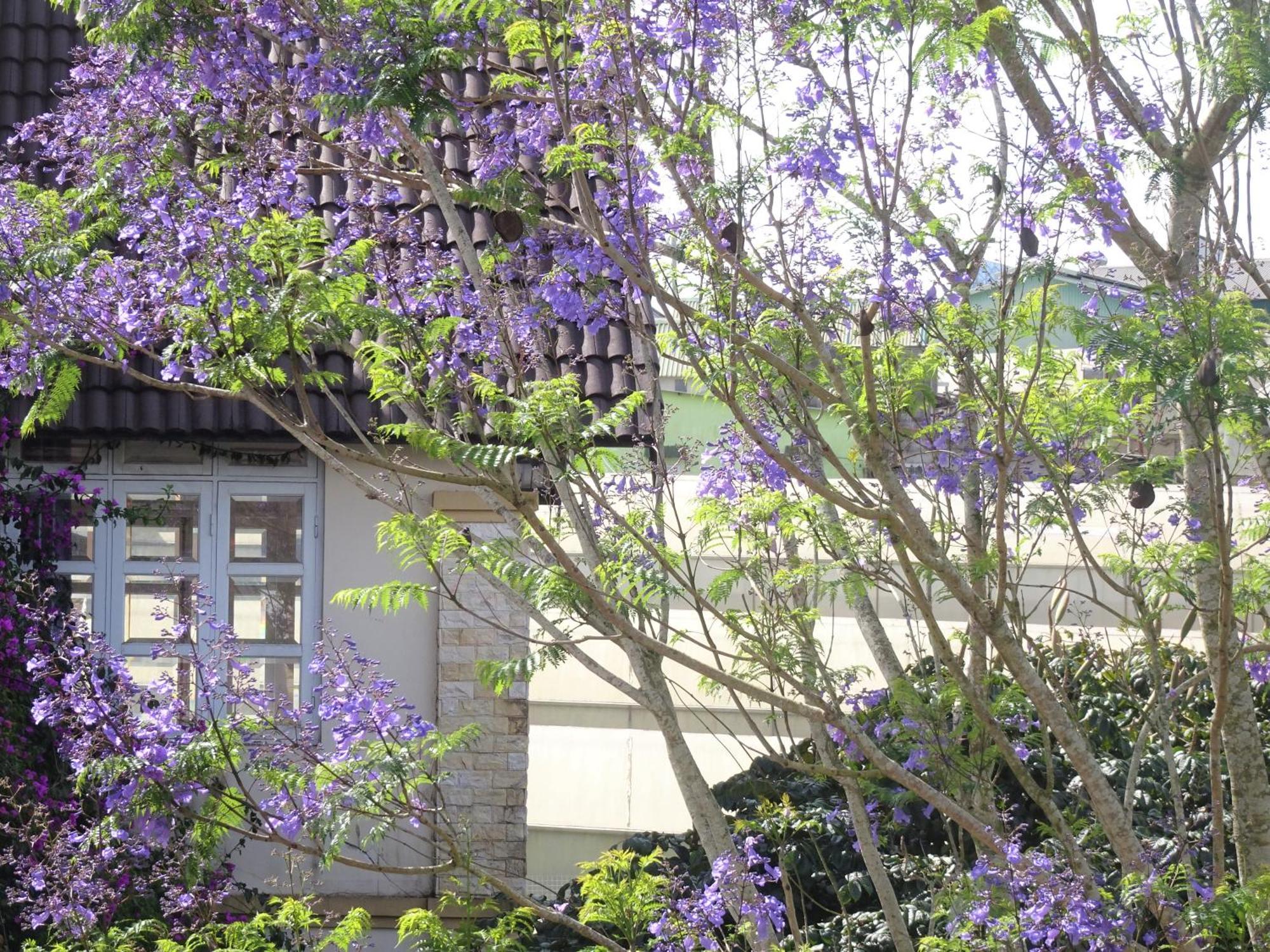 Mento Villa Da Lat Buitenkant foto
